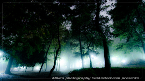 夜霧の公園[芦花公園]