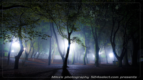 夜霧の公園[芦花公園]