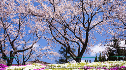 春のひととき-河口湖の桜