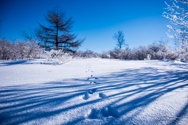 雪原の風景〜長野の冬の高原で一面に広がる雪景色を撮影！木々に積もる雪と青空に映える雪景色
