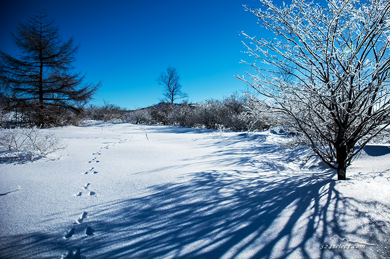 雪原の風景〜長野の冬の高原で一面に広がる雪景色を撮影！青空に映える 