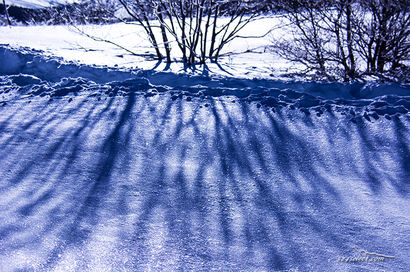 雪原の風景〜長野の冬の高原で一面に広がる雪景色を撮影！木々に積もる雪と青空に映える雪景色