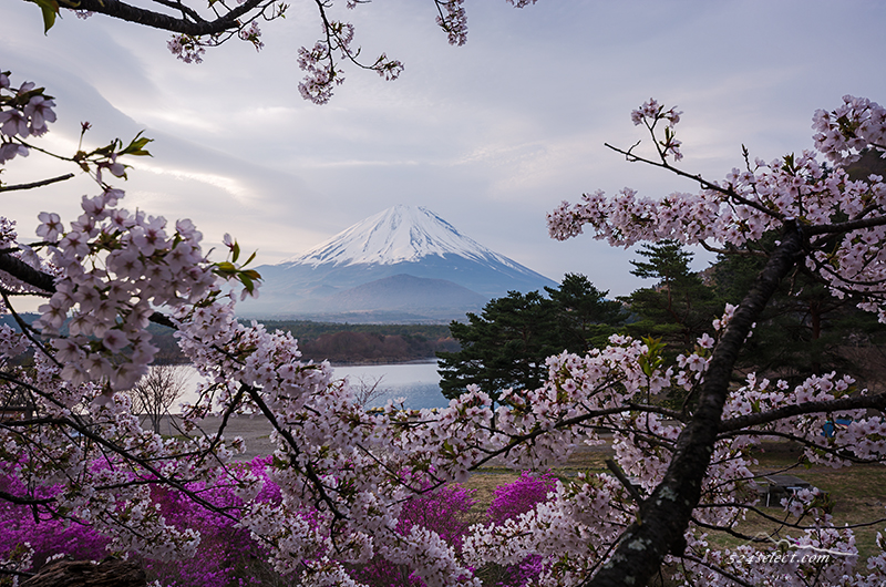 富士山と桜 ゴールデンウィークに桜の花見ができる精進湖 富士五湖で楽しむお花見