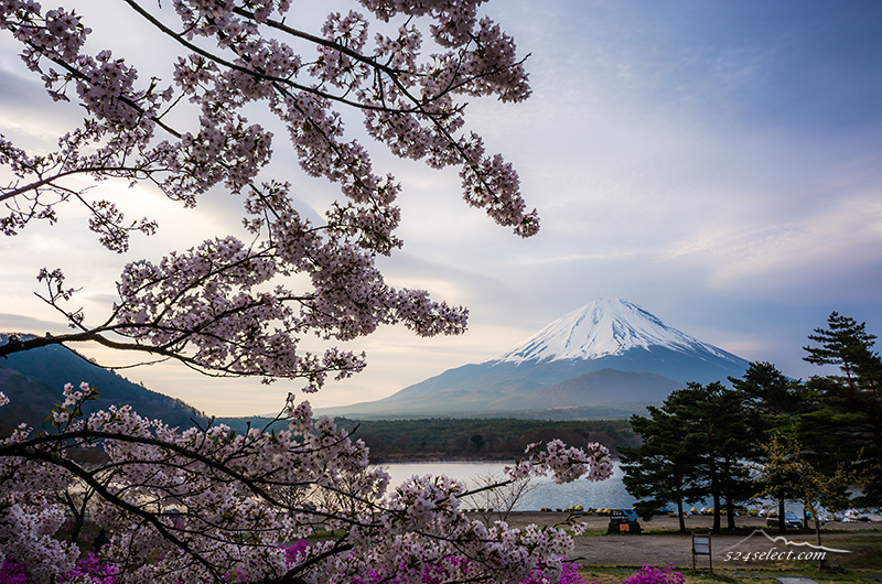 富士山と桜 ゴールデンウィークに桜の花見ができる精進湖 富士五湖で