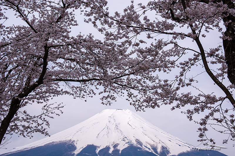 満開の忍野「新名庄川沿いの桜と富士山」冠雪の冨士に映える桜並木