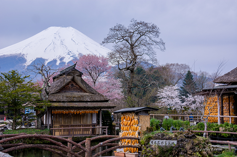富士山と桜[忍野八海] 2014〜誇るべき日本の風景を！忍野村と富士山の春の風景撮影