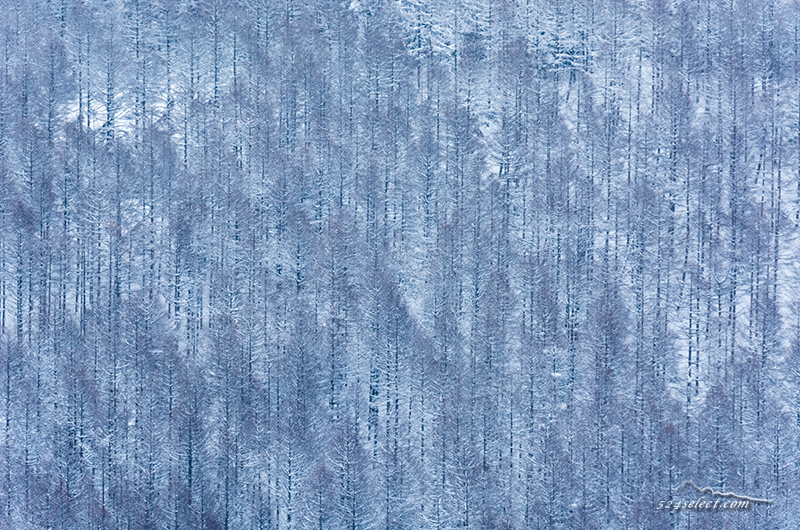 信州路〜霧氷と青空に自然を感じる…雪と木々の冬景色を撮影！雪原と霧氷の撮影ポイント