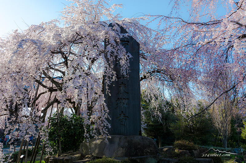 東郷寺 満開のしだれ桜 東京都府中市桜の撮影スポット！都内のお花見と撮影ポイントの穴場