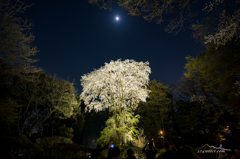 東京都六義園（りくぎえん）の夜桜 しだれ桜のライトアップを撮影！満開の夜桜を撮影する東京の春