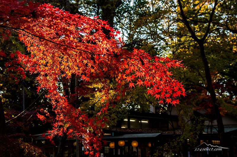 深大寺の紅葉2015〜秋の色彩り豊かに見頃の紅葉期始まる！東京の紅葉の始まり調布市深大寺