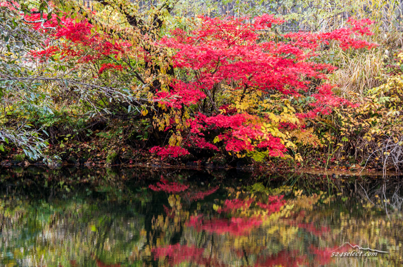 五色沼 秋の紅葉風景