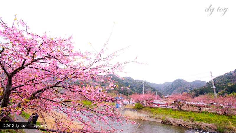 河津桜の春紀行！伊豆下田の河津川で河津桜の撮影を楽しむ！メジロがカワイイ春の旅行