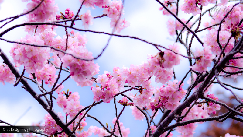 河津桜の春紀行！伊豆下田の河津川で河津桜の撮影を楽しむ！メジロがカワイイ春の旅行