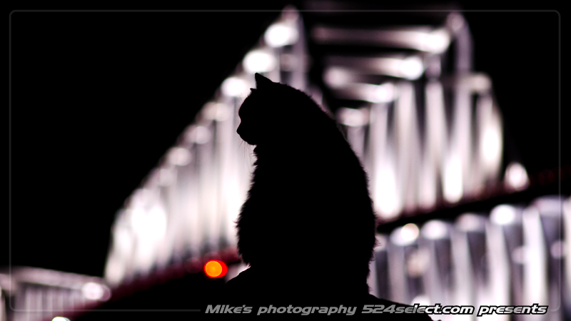 東京ゲートブリッジを眺める猫