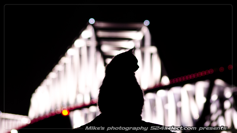 東京ゲートブリッジを眺める猫