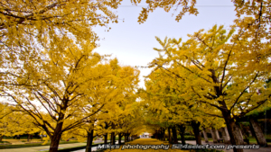 彩る国営昭和記念公園-空の風景