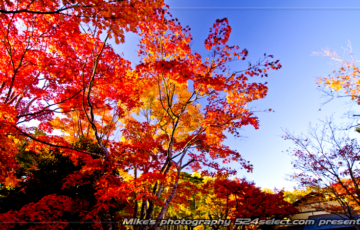 彩る国営昭和記念公園-空の風景