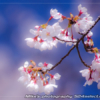 春のひととき-河口湖の桜[空の風景]