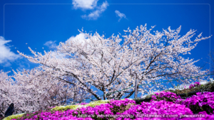 春のひととき-河口湖の桜[空の風景]