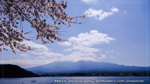 春のひととき-河口湖の桜