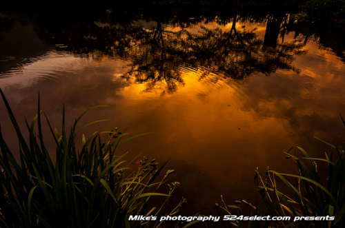 池に映る夕焼け