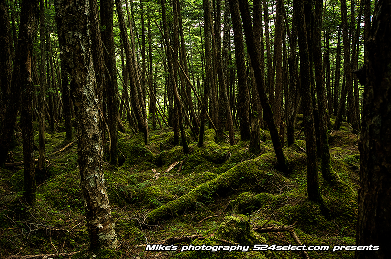 苔の森と原生林