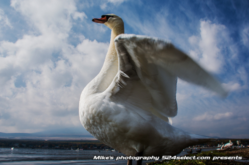 湖畔の白鳥