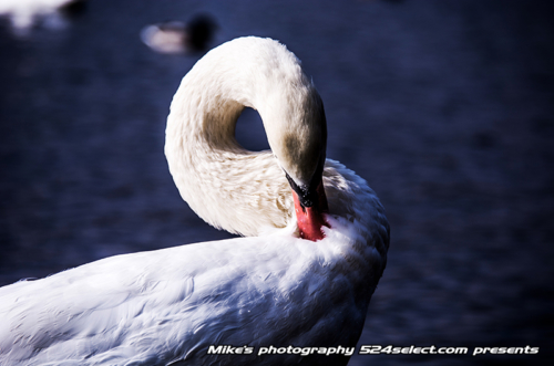 湖畔の白鳥