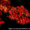 深大寺と神代植物園の紅葉2013〜光と影が美しいもみじの撮影！調布の里は秋の紅葉スポット