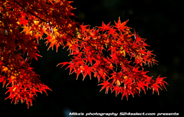 深大寺と神代植物園の紅葉2013〜光と影が美しいもみじの撮影！調布の里は秋の紅葉スポット