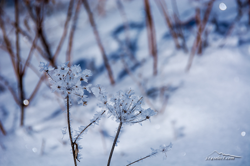 雪景色-冬の華