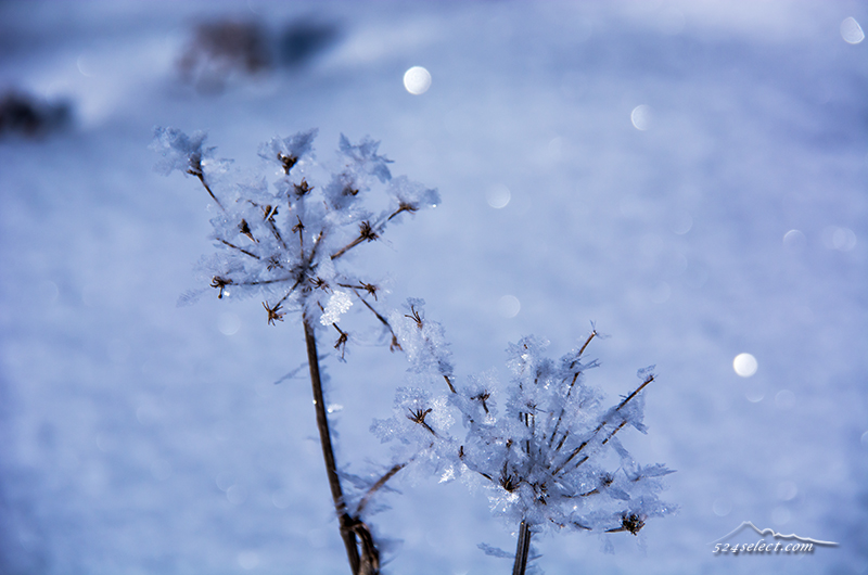 雪景色-冬の華