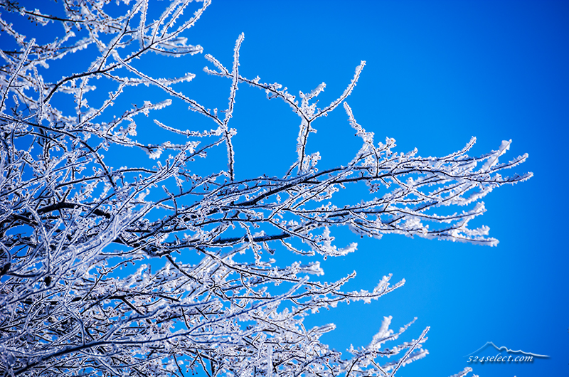 雪景色と霧氷〜長野県霧氷撮影に最適な冬の風景写真スポット！心が温かくなる寒冷地での風景撮影