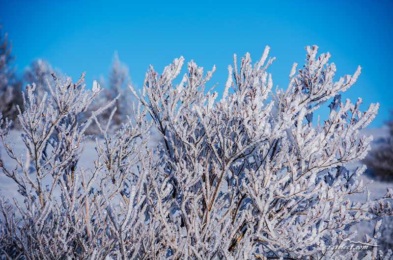 雪景色と霧氷〜長野県霧氷撮影に最適な冬の風景写真スポット！心が温かくなる寒冷地での風景撮影