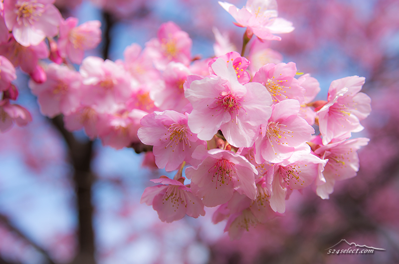 満開の河津桜と菜の花[SAKURA-Japan]