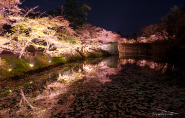 会津 鶴ヶ城(会津若松城)の夜桜