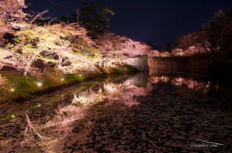 ライトアップが美しい！会津鶴ヶ城（会津若松城）夜桜撮影！お堀に映る桜と流れる桜に時を忘れる