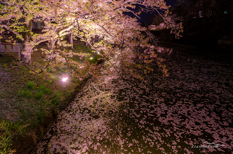ライトアップが美しい！会津鶴ヶ城（会津若松城）夜桜撮影！お堀に映る桜と流れる桜に時を忘れる