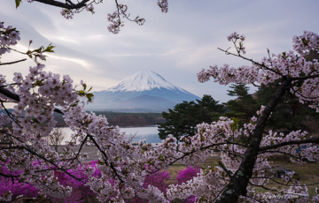 精進湖の富士山と満開の桜