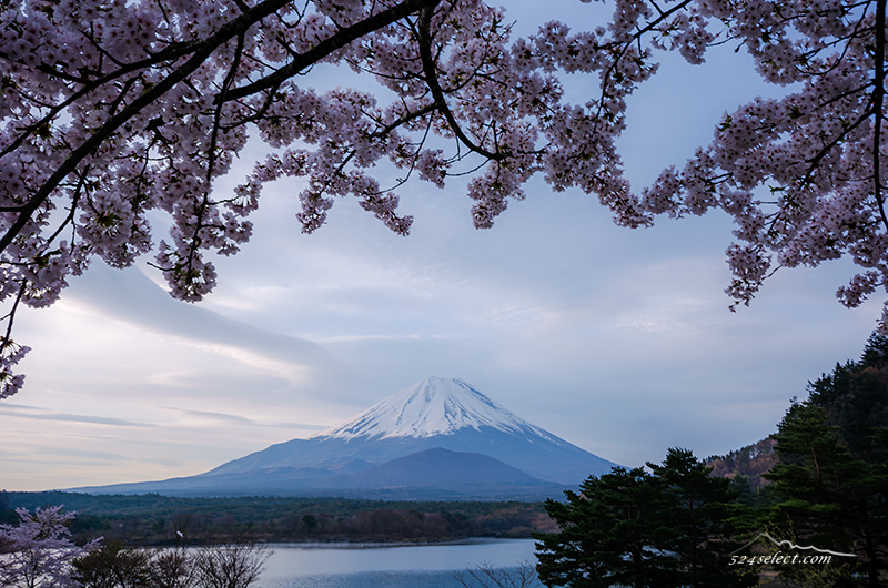 富士山と桜〜ゴールデンウィークに桜の花見ができる精進湖！富士五湖で楽しむお花見