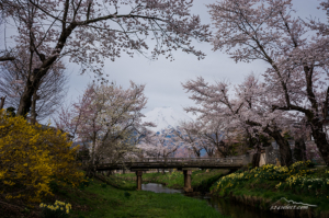 満開！忍野 新名庄川沿いの桜と富士山-2014