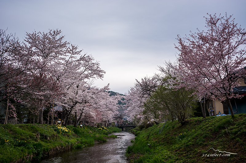 満開の忍野「新名庄川沿いの桜と富士山」冠雪の冨士に映える桜並木