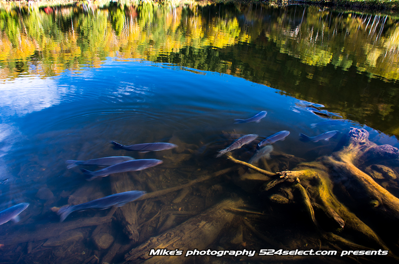 R292志賀高原木戸池の紅葉〜黄葉と青空のリフレクション！池への映り込みをPLフィルタで撮影
