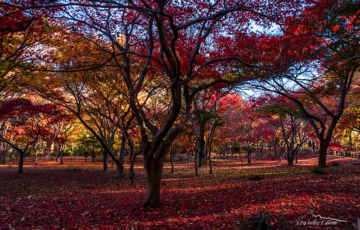 彩り豊か神代植物公園の紅葉〜落ち葉の絨毯見頃を撮影する！光と影が色づく紅葉を演出するカエデエリア