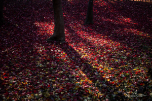 神代植物公園の紅葉[落ち葉の絨毯]