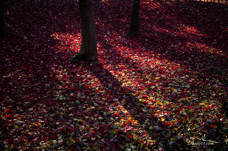 彩り豊か神代植物公園の紅葉〜落ち葉の絨毯見頃を撮影する！光と影が色づく紅葉を演出するカエデエリア