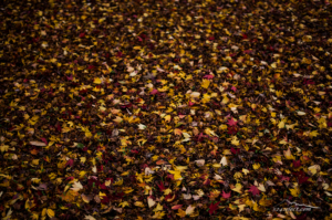 神代植物公園の紅葉[落ち葉の絨毯]