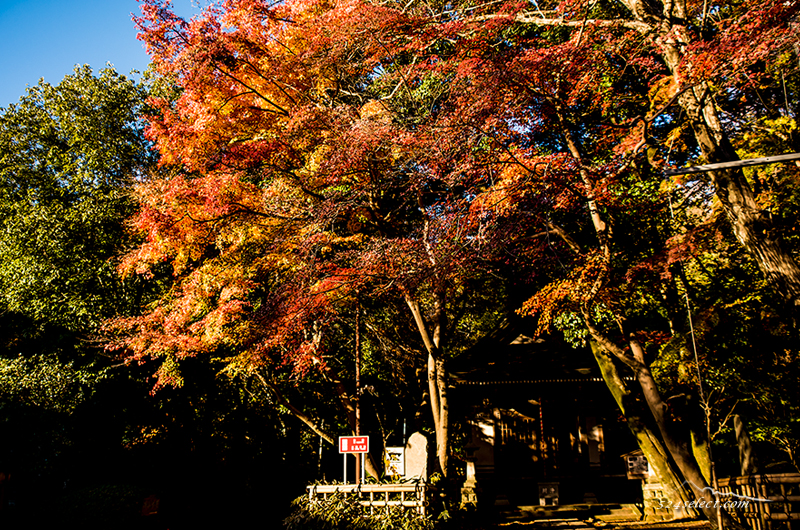 深大寺の紅葉2014〜都内の紅葉撮影スポットのひとつ！神代植物公園と合わせて巡る深大寺