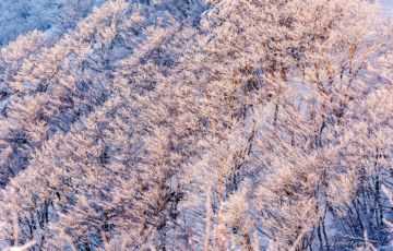 長野県の冬景色〜ビーナスラインで朝の日射しと雪景色を撮影！冬の風景写真に最強のエリア