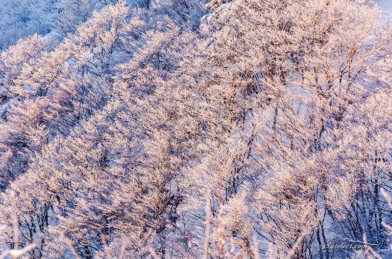 長野県の冬景色〜ビーナスラインで朝の日射しと雪景色を撮影！冬の風景写真に最強のエリア